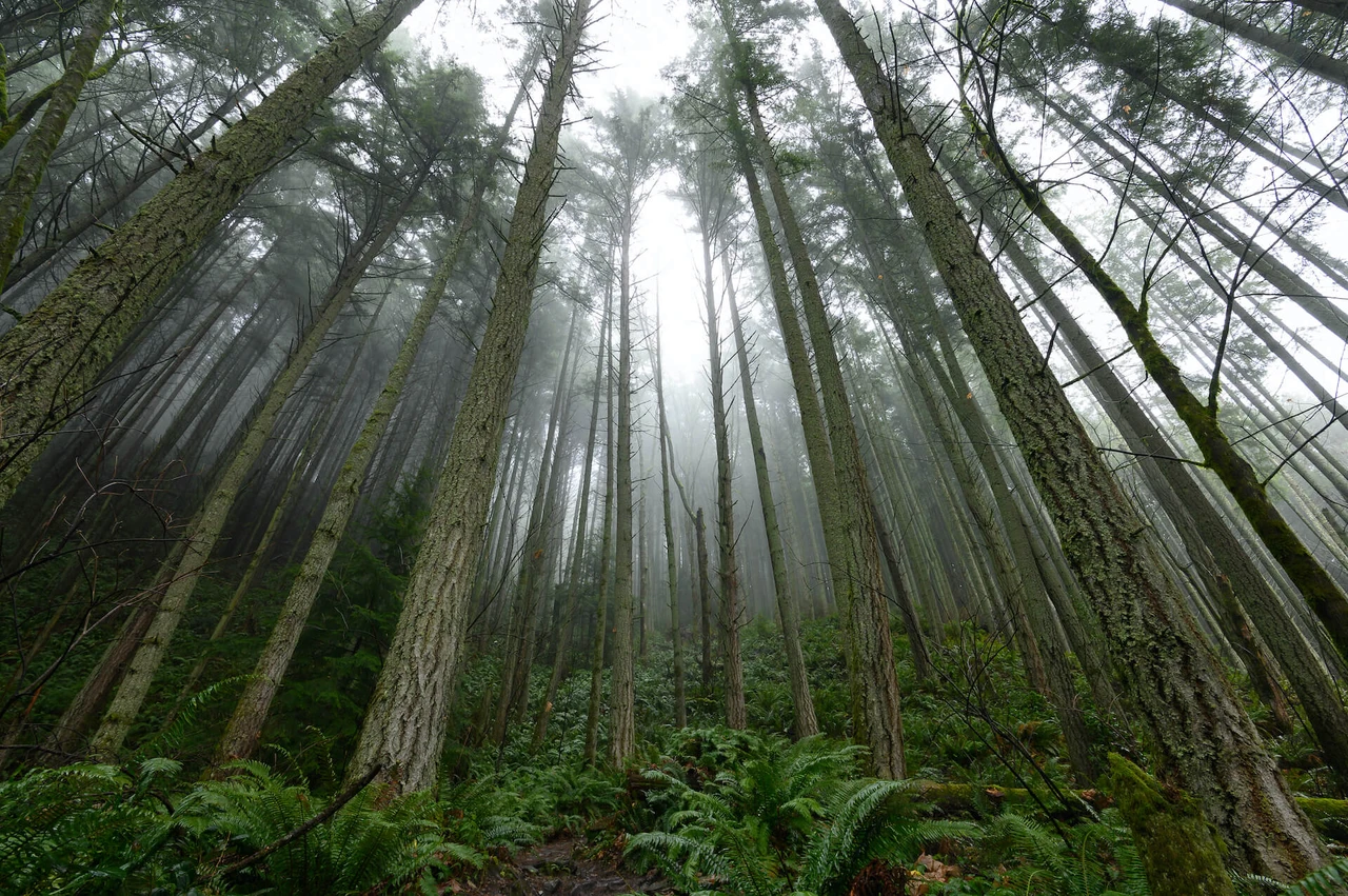 Picture for article "A Cavalcade through Cascadia"