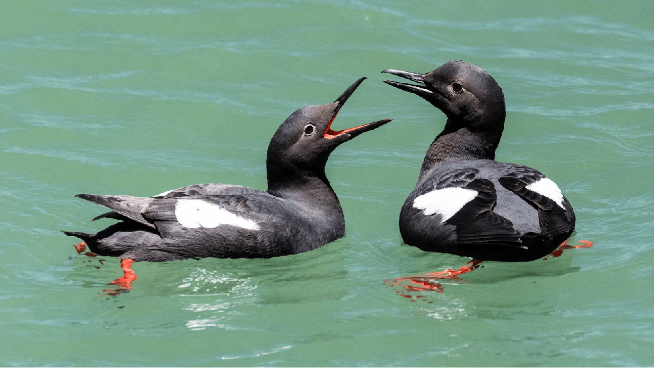 Image source: https://www.audubon.org/field-guide/bird/pigeon-guillemot