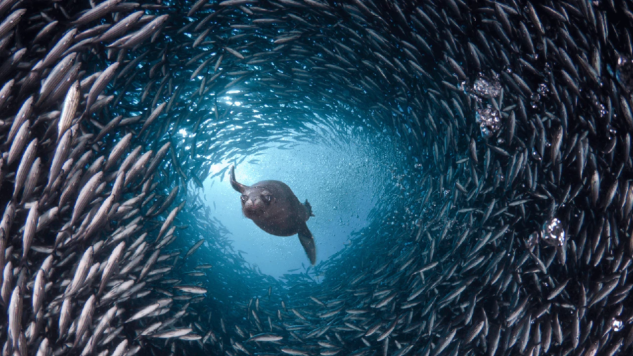 Image source: https://www.pewtrusts.org/en/research-and-analysis/fact-sheets/2013/09/25/forage-fish-faq
