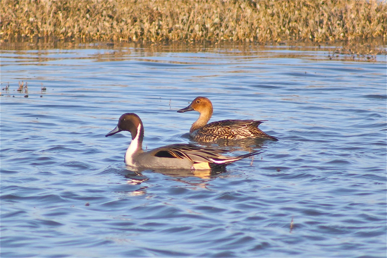 Picture for article "Island County fish and wildlife projects"