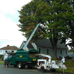 City Tree Service Inc logo