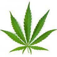 Mount Vernon Cannabis logo