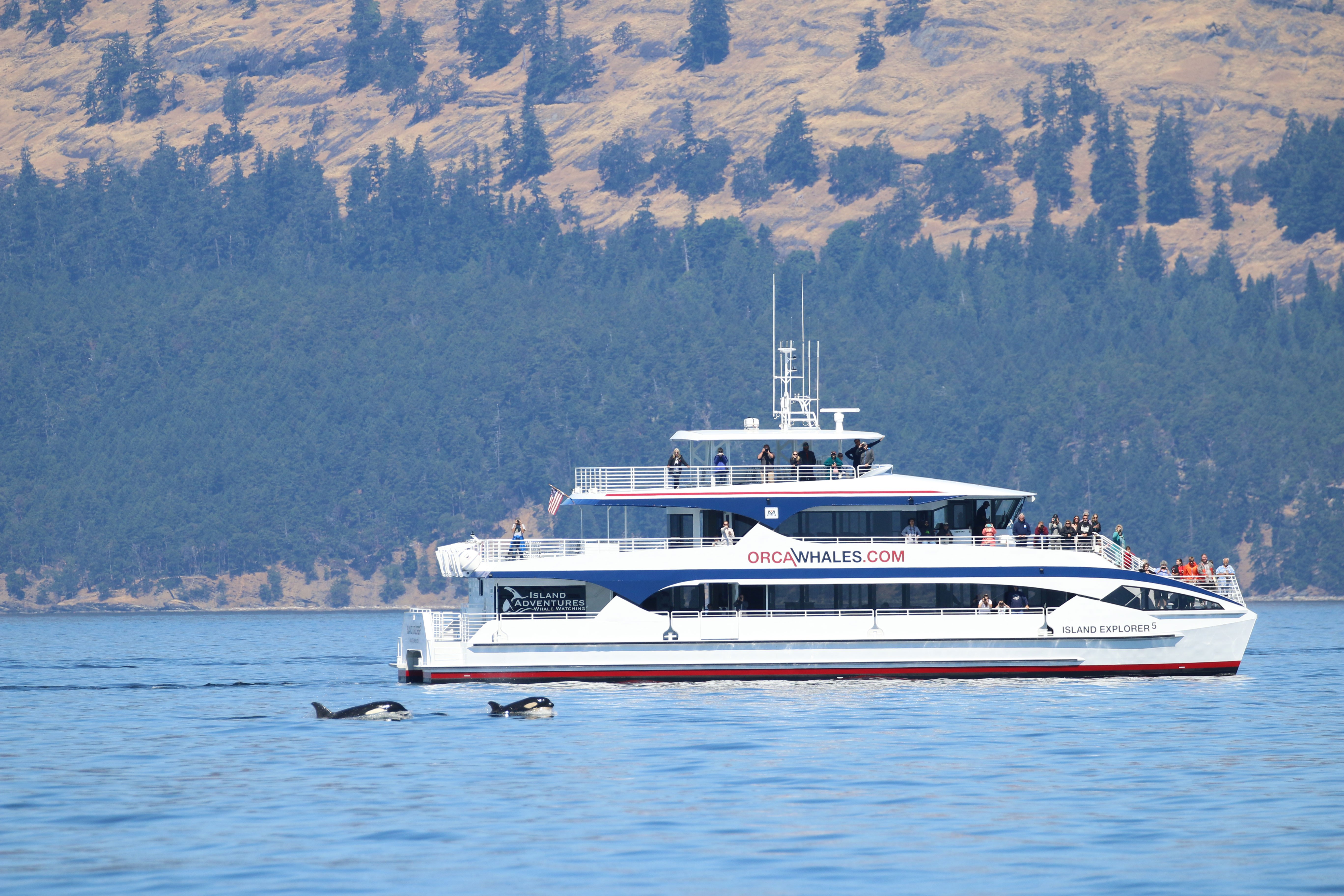 Island Adventure Whale Watching logo