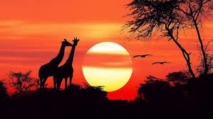 Wildlife Art Taxidermy & African Safaris logo