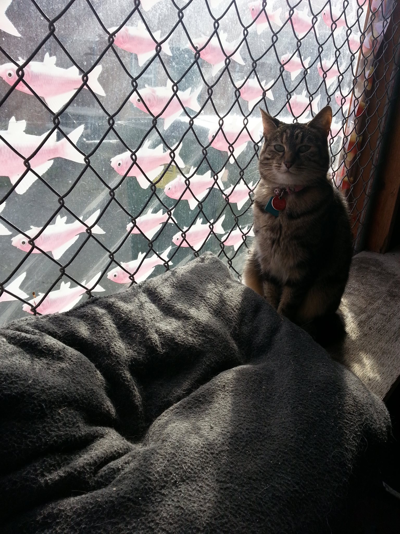 Camano Veterinary Clinic Camano Island, WA Skagit Directory