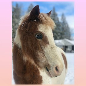 Photo uploaded by Lang's Horse & Pony Farm