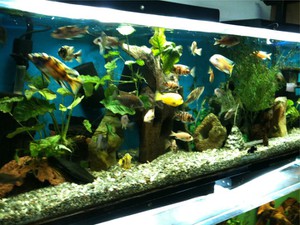 Photo uploaded by Conway Tropical Fish