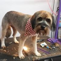 Jennifer's Pet Grooming logo