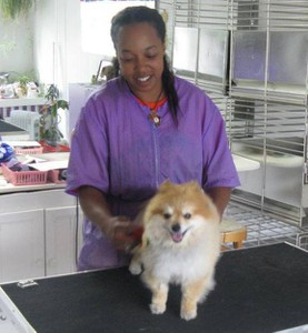 Photo uploaded by Animal House Pet Grooming