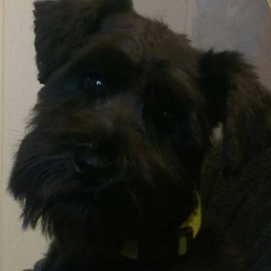 Photo uploaded by Animal House Pet Grooming