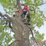 Camano Tree Service logo